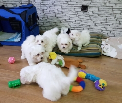 2019/02/ad-maltese-puppies-for-sale-5c3af9628b654-jpg-sbkz.jpg