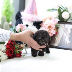 2019/10/ad-teacup-poodle-puppies-for-sale-16-png-cbps.jpg