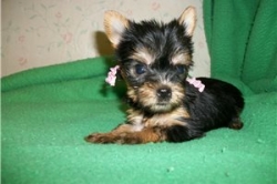 2021/10/ad-yorkshire-terrier-yorkie-puppy-picture-14748077-821b-403d-ad0d-e2f1a44338c7-jpg-h129.jpg